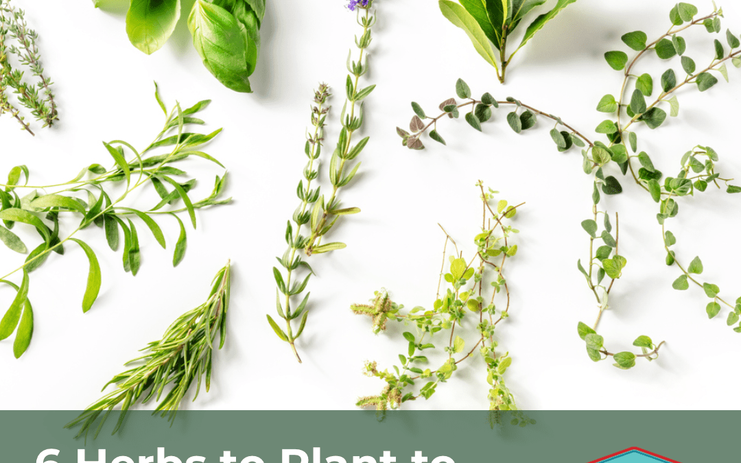 6 Herbs to Plant to Help Your Home Feel More Like Spring