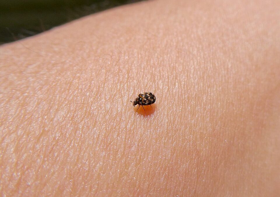 Signs of Carpet Beetles in Your Home: How to Identify Carpet Beetle Activity Early